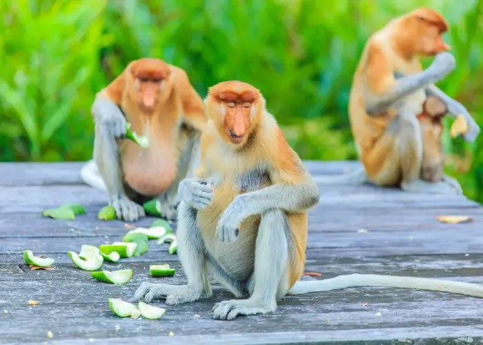 3 proboscis monkeys eating