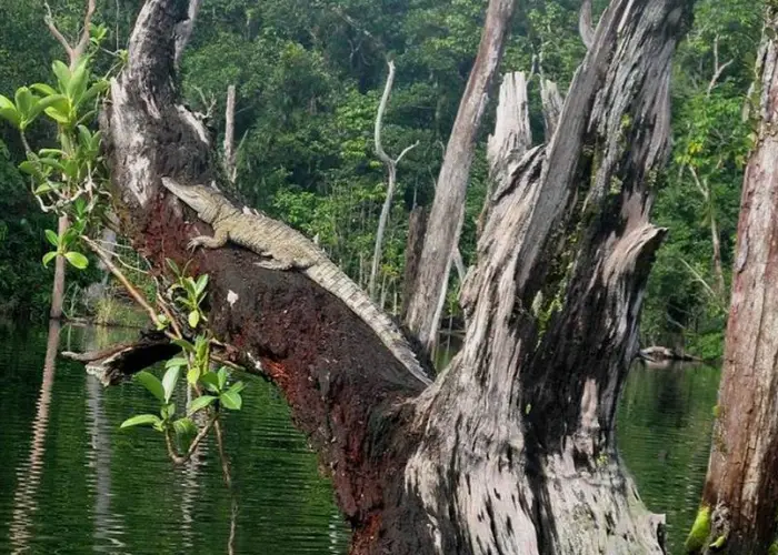 A crocodile (Crocodylus mindorensis) basks in a tree in MIndoro, Philippines