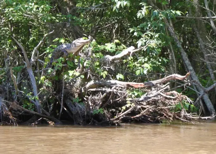 An American alligator basking in a tree in in Pearl River Delta, Mississippi.