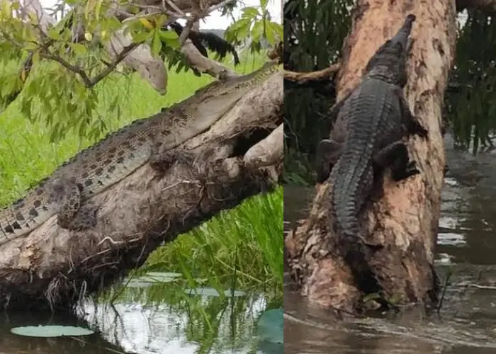 An alligator and crocodile climbing trees