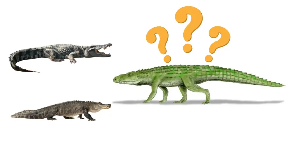 Are Crocodiles And Alligators Dinosaurs post featured image