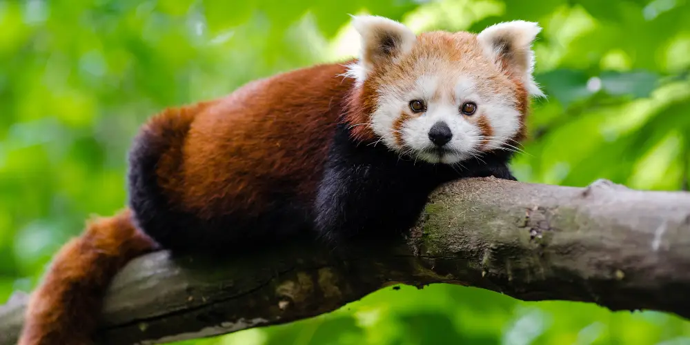 Are Red Pandas Dangerous article featured image