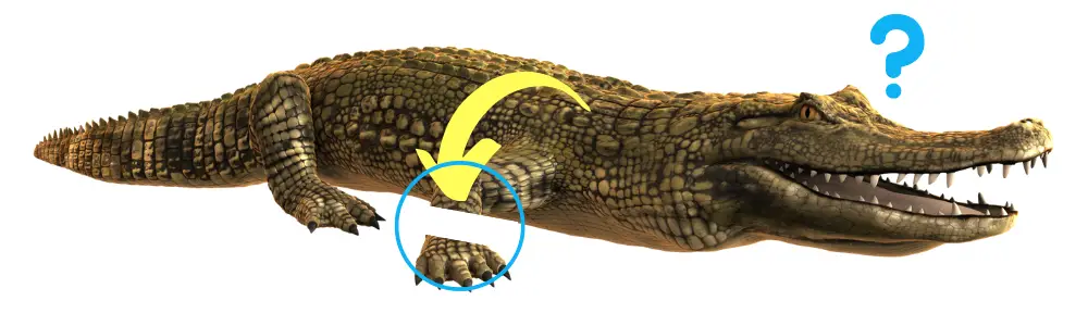 Can Crocodiles Regrow Limbs topic featured image