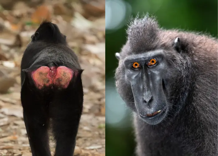 Celebes Crested Macaque showing its red butt