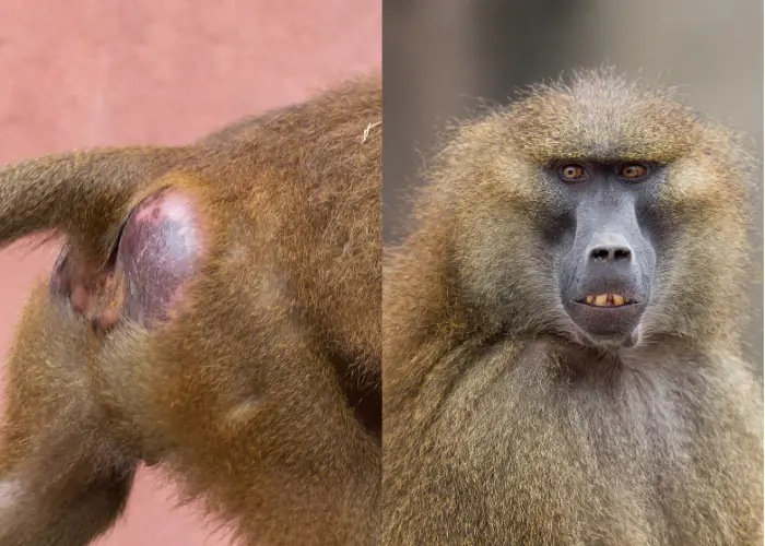 Guinea Baboon showing its red buttocks