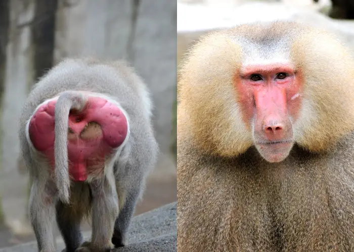Hamadryas Baboon showing its red buttocks