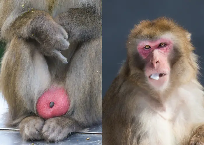 Japanese Macaque showing its red bottom