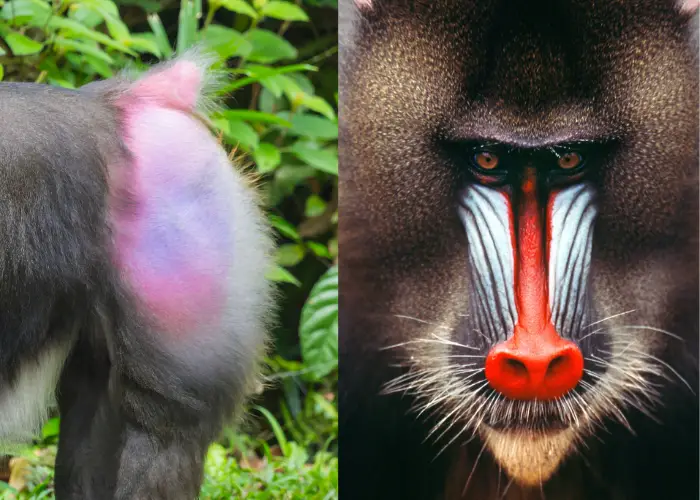 Mandrills showing its red butt