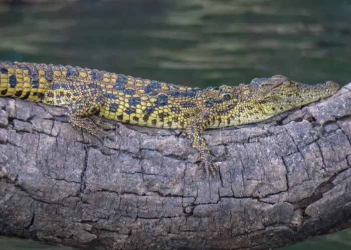 a Nile crocodile was spotted resting in a tree branch above a river in Zambia
