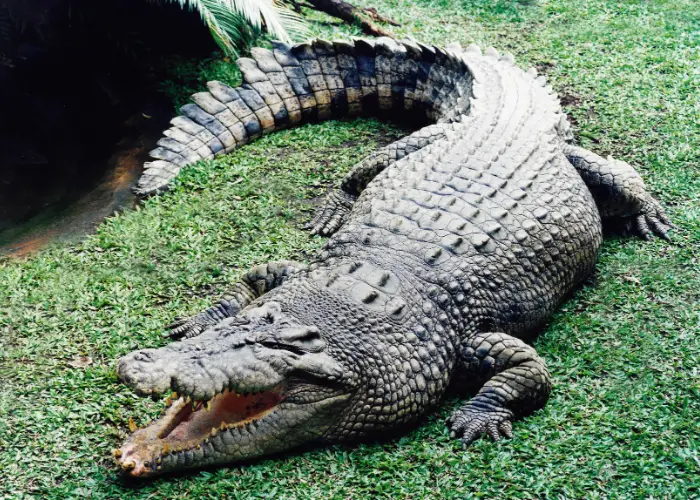 a big crocodile on a green grass