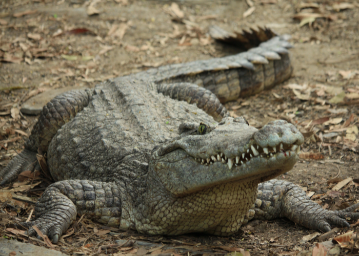 a close up of a big reptile crocodile