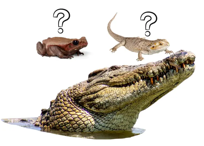 a crocodile, lizard and frog image on a white background