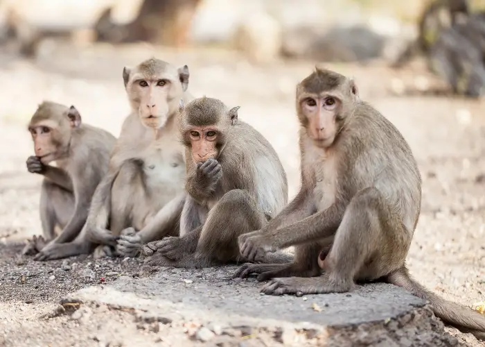 a group of 4 monkeys