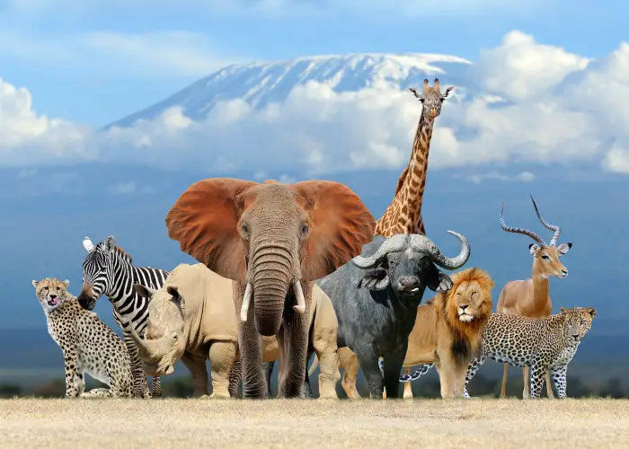 a group of african safari animals