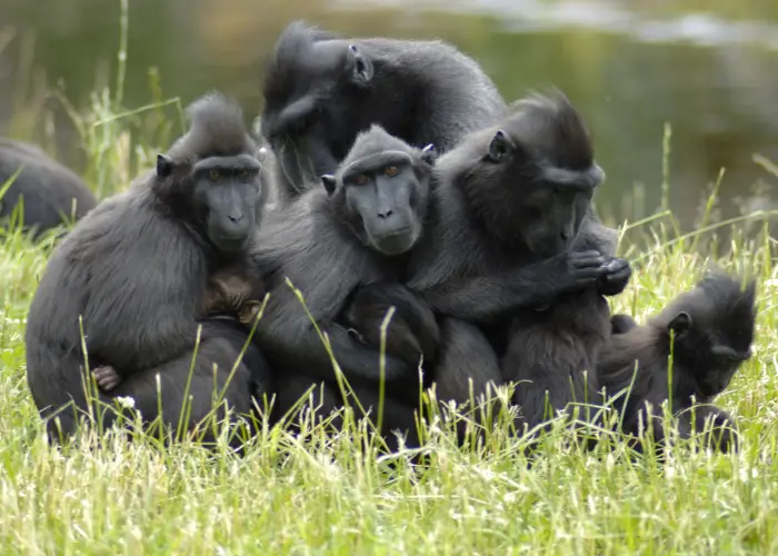 a group of black monkeys