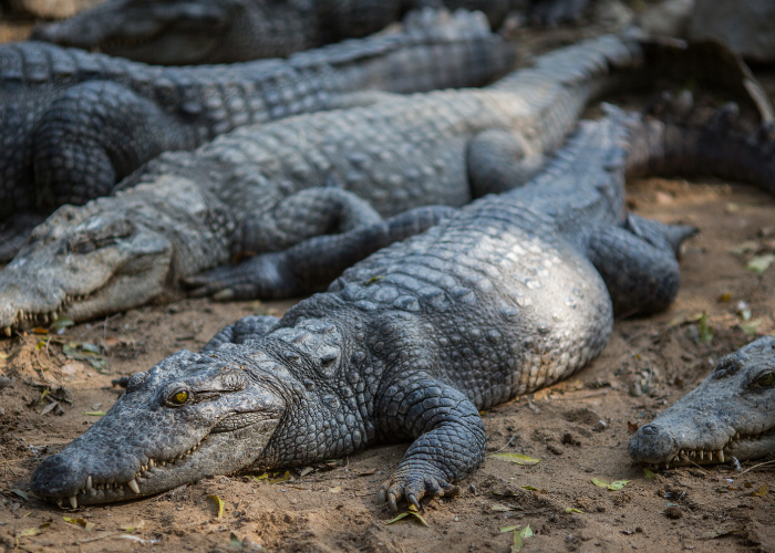 a group of crocodiles resting