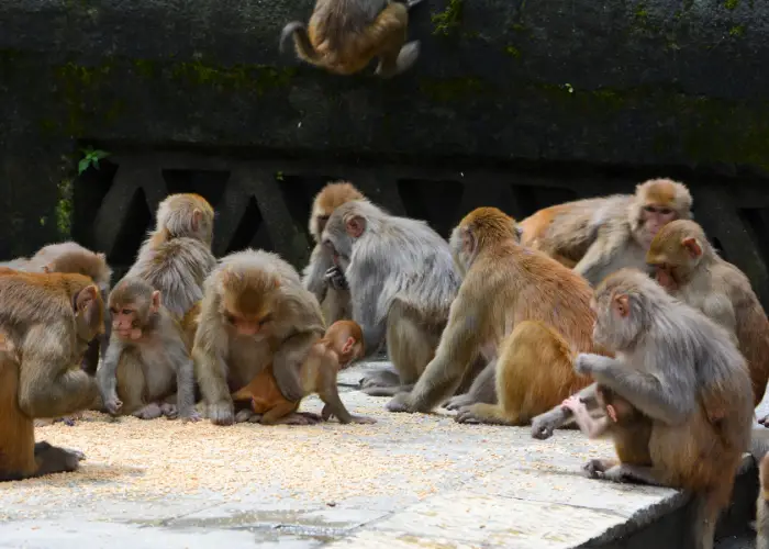 a group of monkey feeding