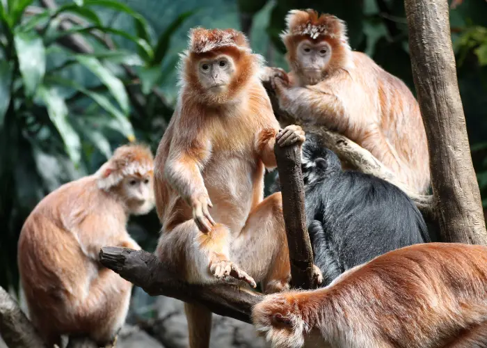 a group of monkey sitting on a tree