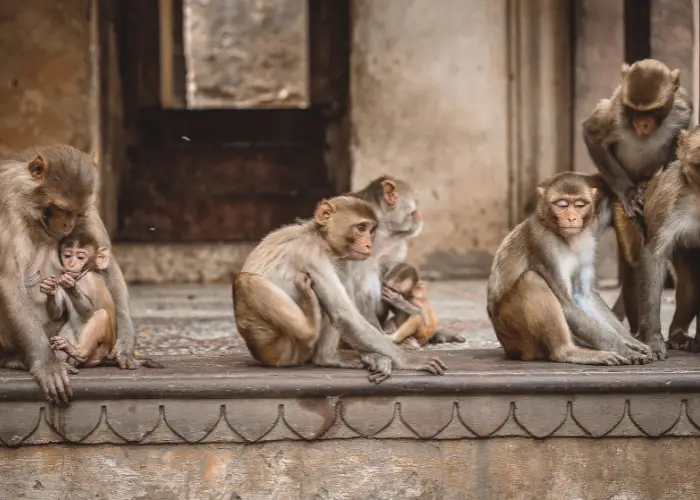 a group of monkey sitting outdoors