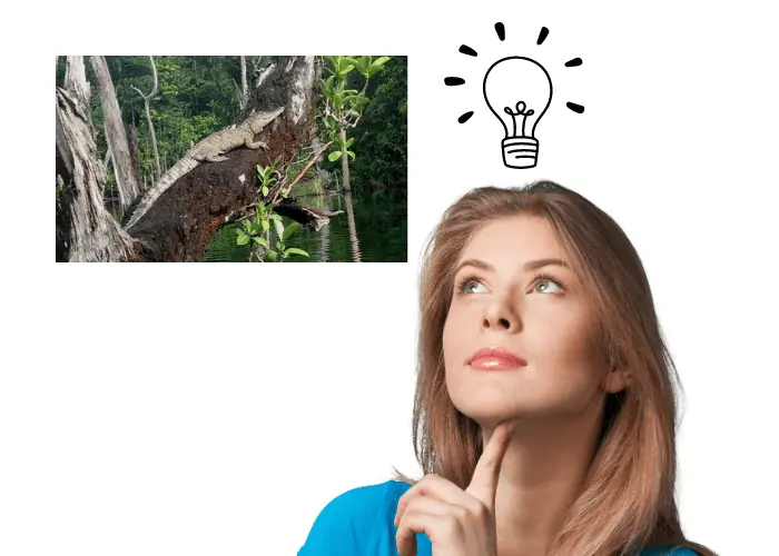 a lady thinking about a crocodile climbing a tree