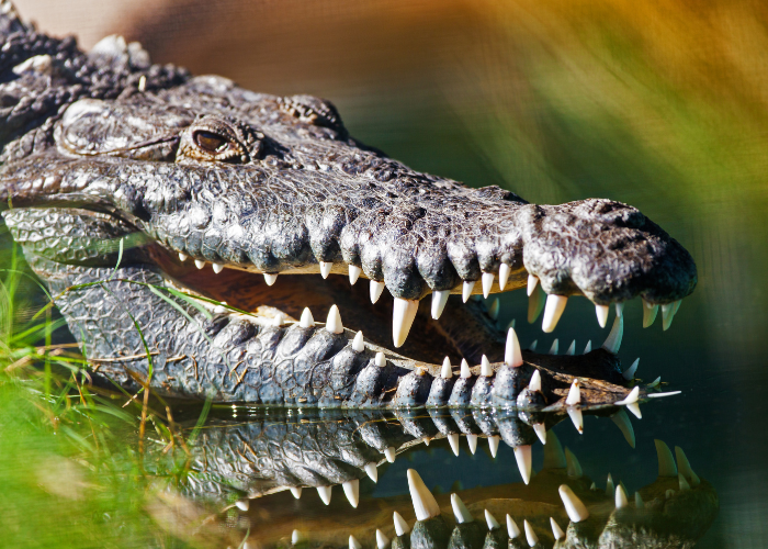 american crocodile close up