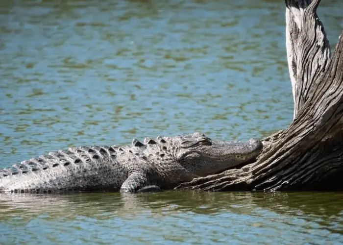 an alligator spotted on a tree.