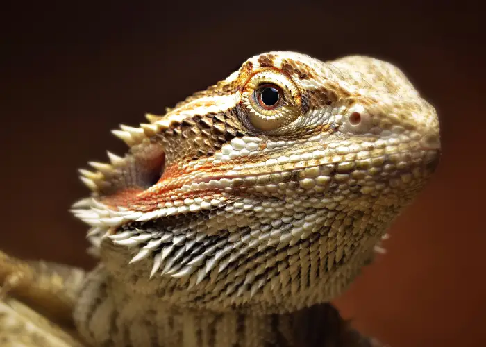 bearded dragon close up image
