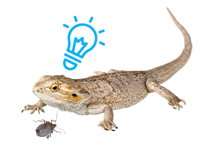 bearded dragon with a blue bulb and stink bug illustration