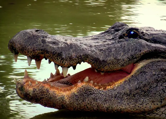 big crocodile close up image