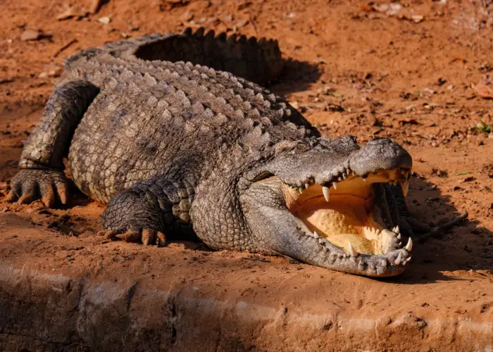 big crocodile lying on brown soil