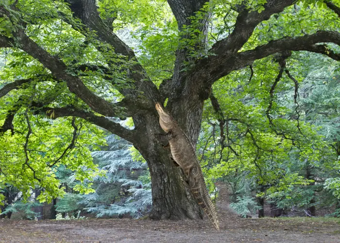 crocodile climbing a tree