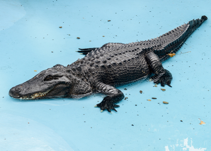 crocodile on a blue water