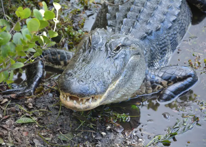 crocodile on a swamp