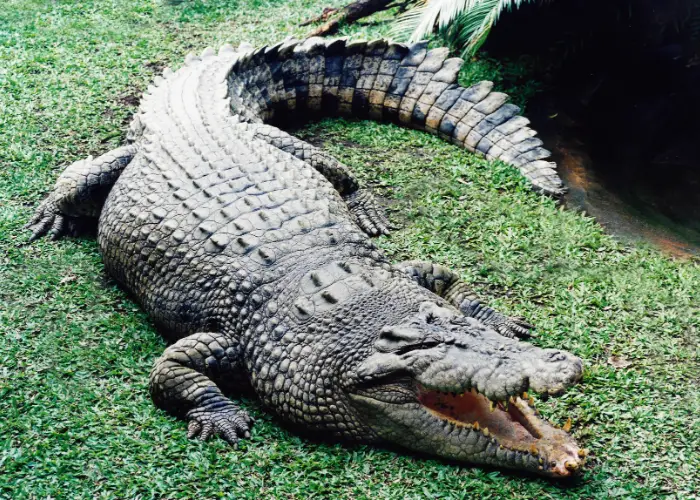crocodile resting on a green lawn