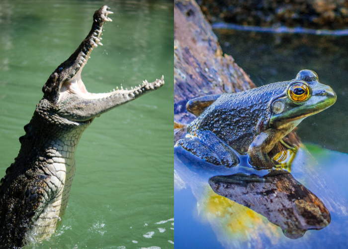crocodile vs amphibian comparison