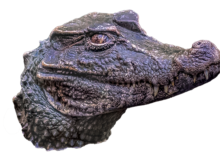 crocodilian's head
