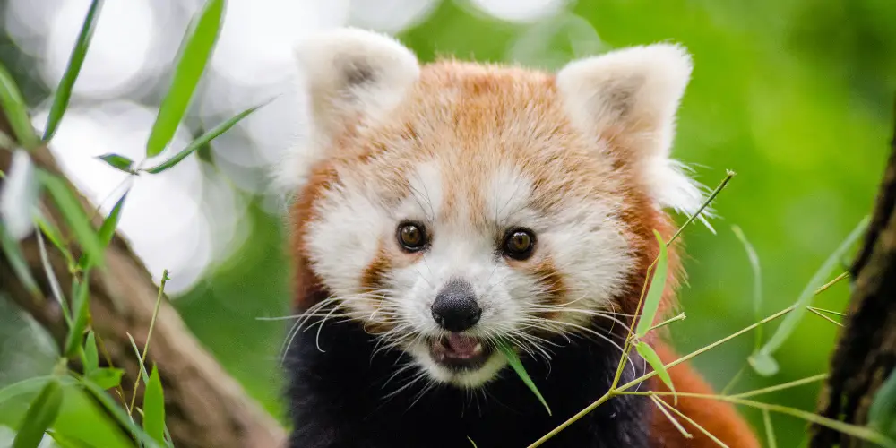 cute red panda on a tree