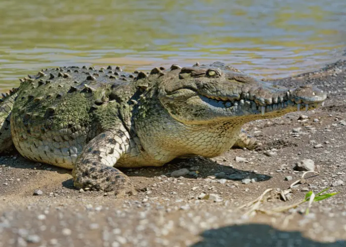 huge american crocodile near water 