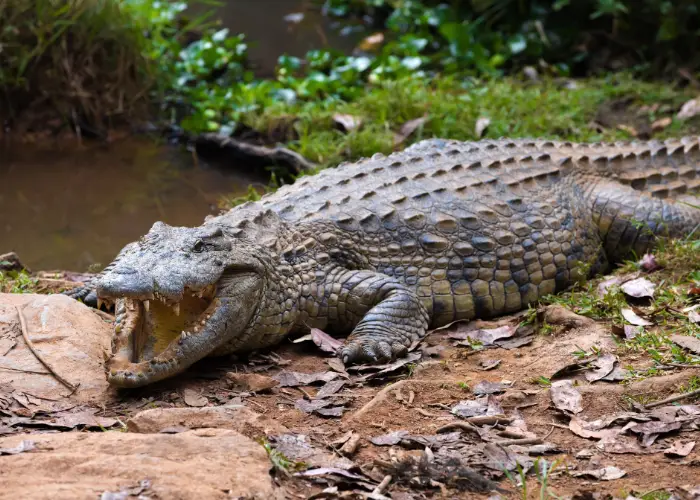 madagascar crocodile 