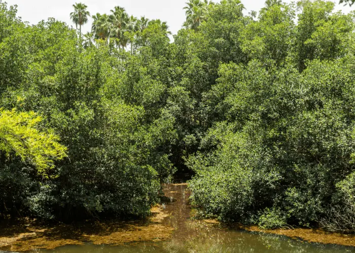 mangrove habitat