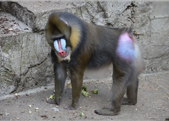monkey with a red butt in a zoo