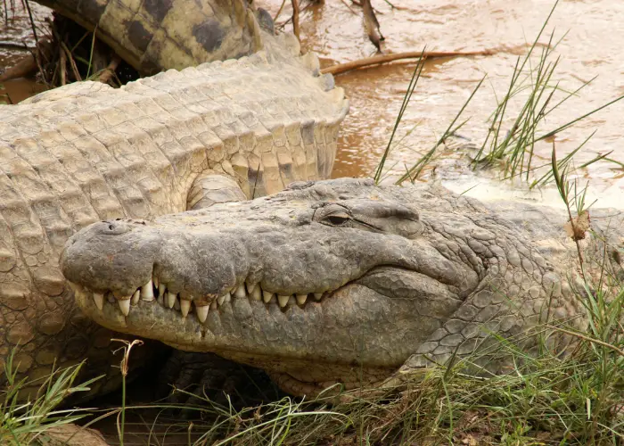 nile crocodile close up photo
