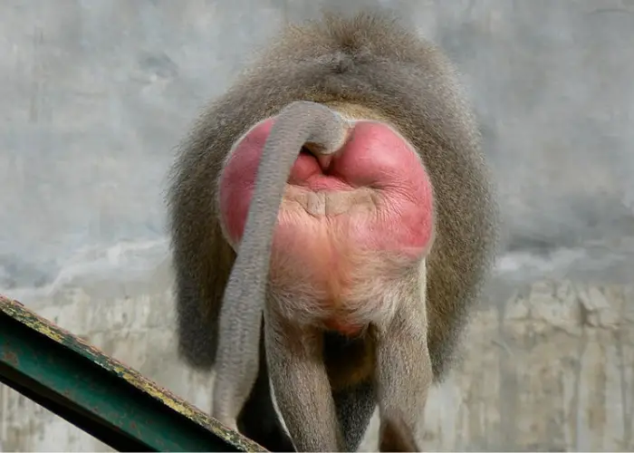 red buttocks monkey showing its behind