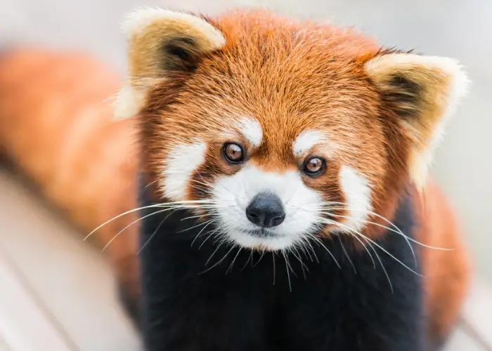 red panda close up image