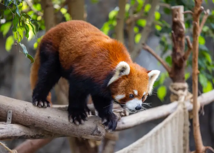 red panda in a zoo