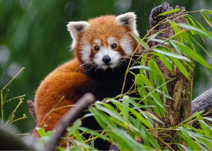red panda perching on a tree