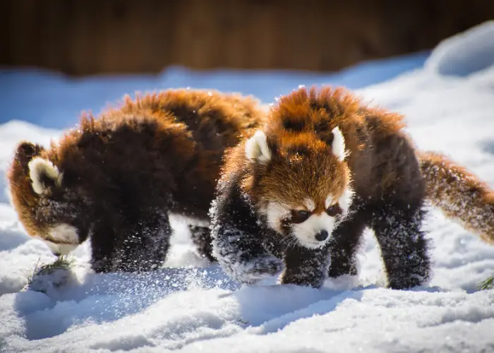 red panda playing in the snow