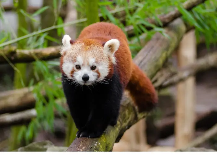 red panda walking on a tree branch