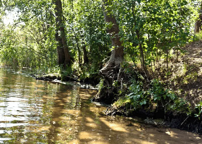 trees near water