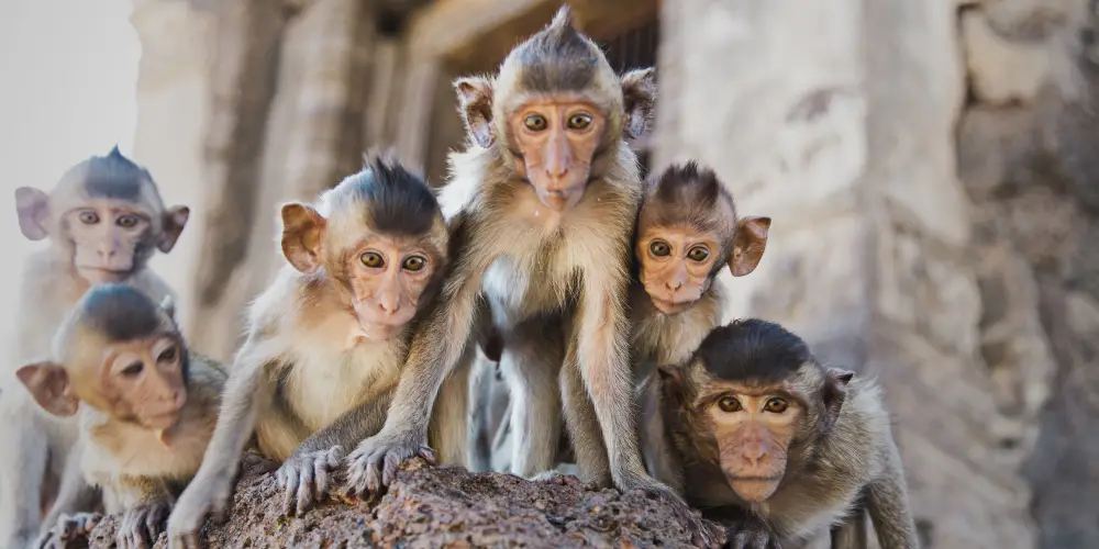 what is a group of monkeys called post featured image
